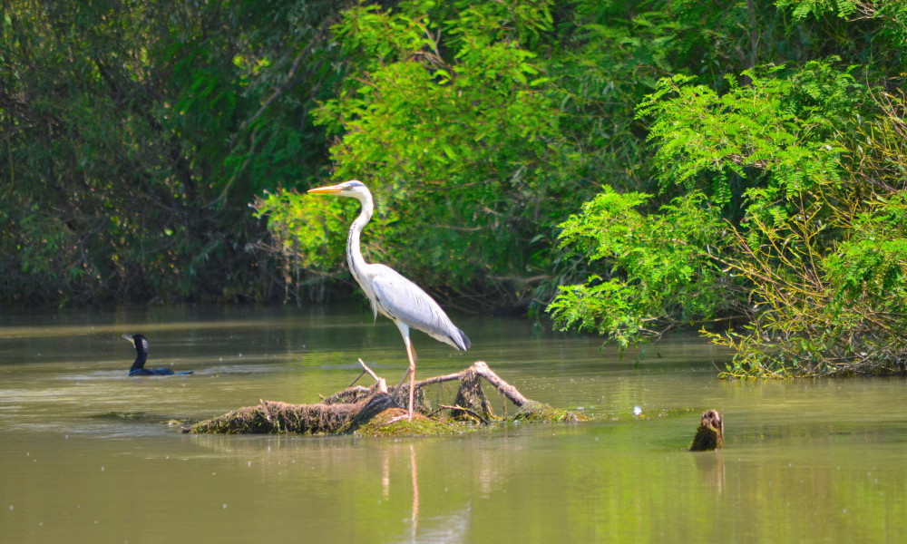 Delta del Danubio, Rumania