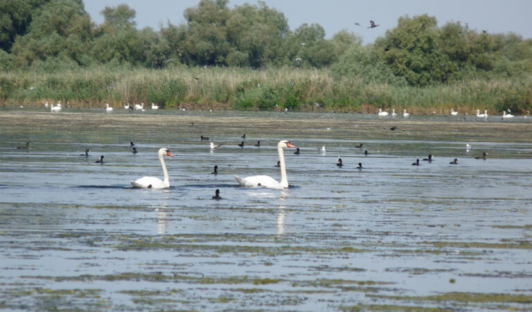 aves delta del danubio