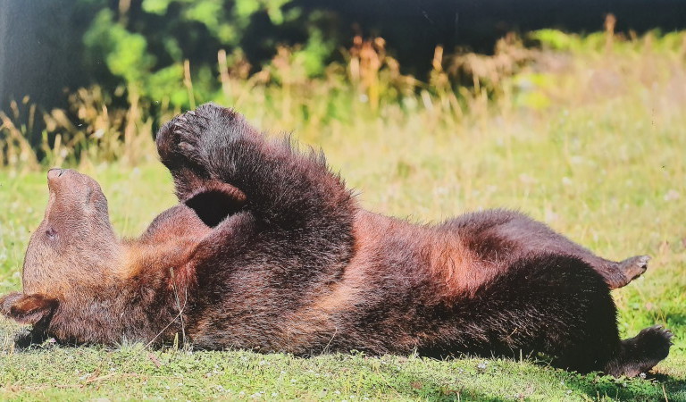Dónde ver osos en Rumanía