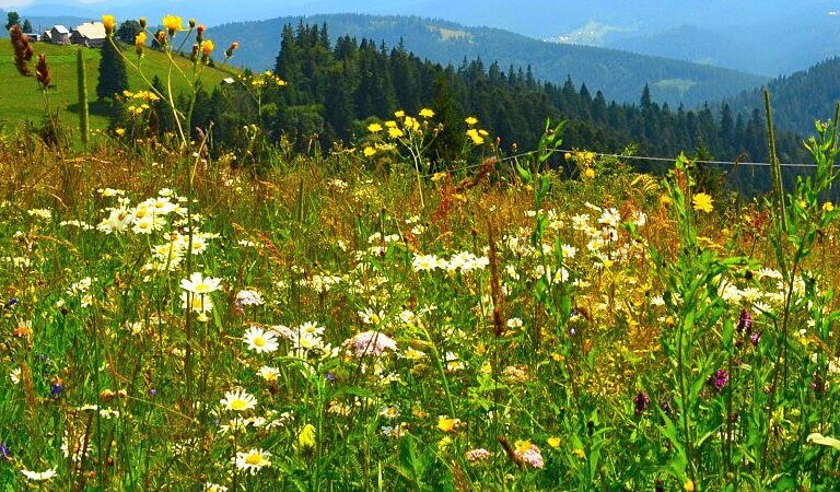 foto naturaleza en rumania