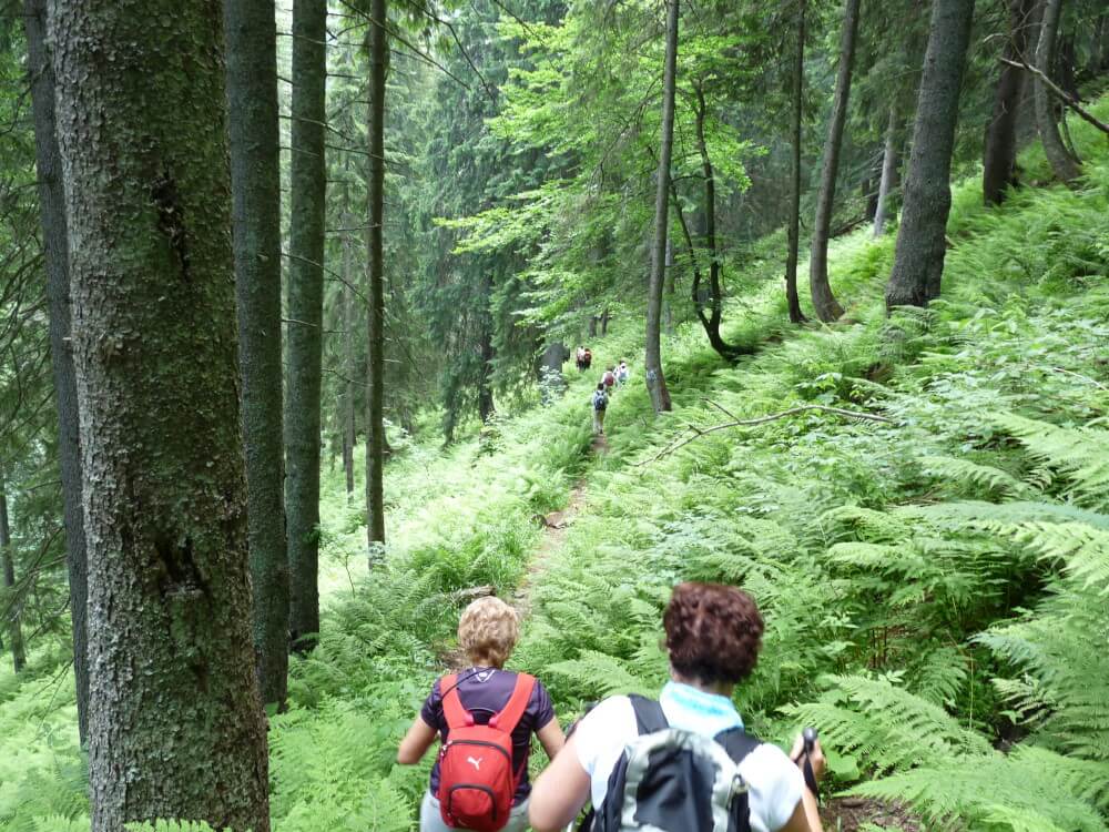bosques virgenes rumania