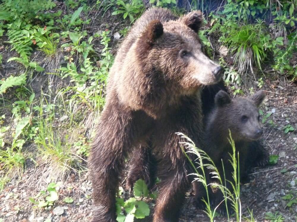 los osos en rumania
