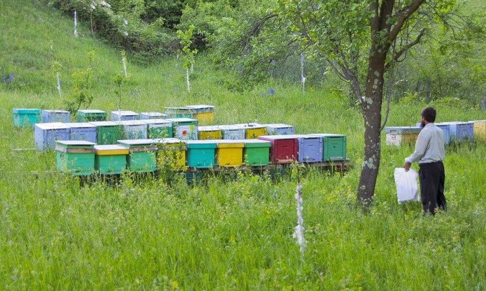cursos apicultura en rumania