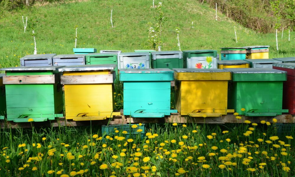 fotos cursos apicultura en rumania
