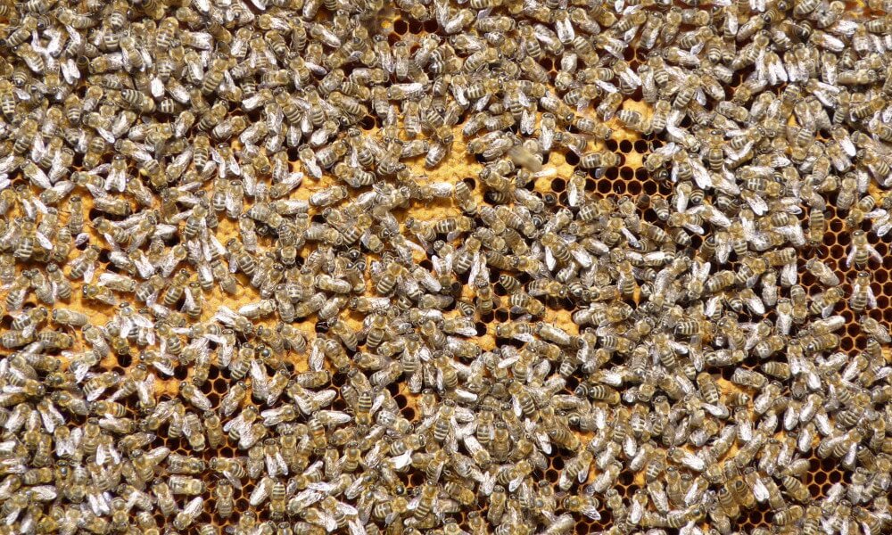 apicultura en los carpatos de rumania
