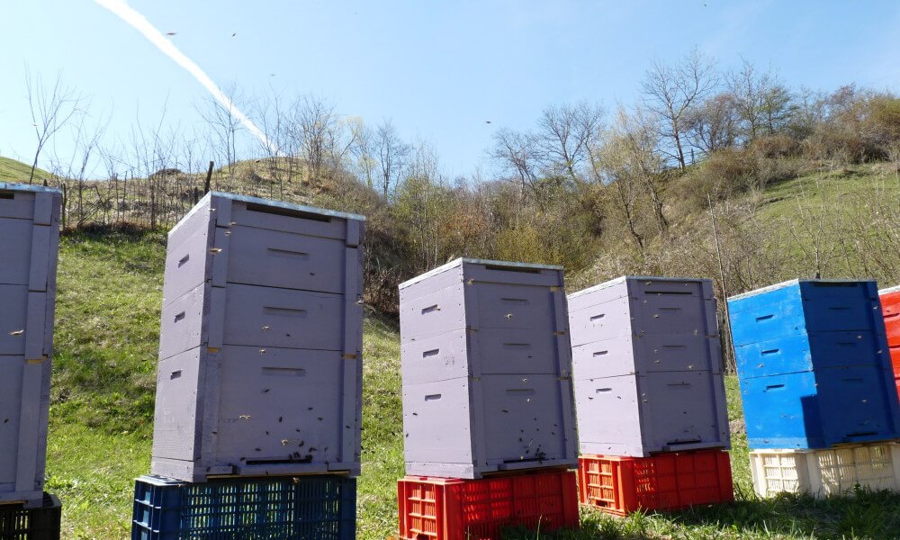 imagenes cursos de apicultura rumania