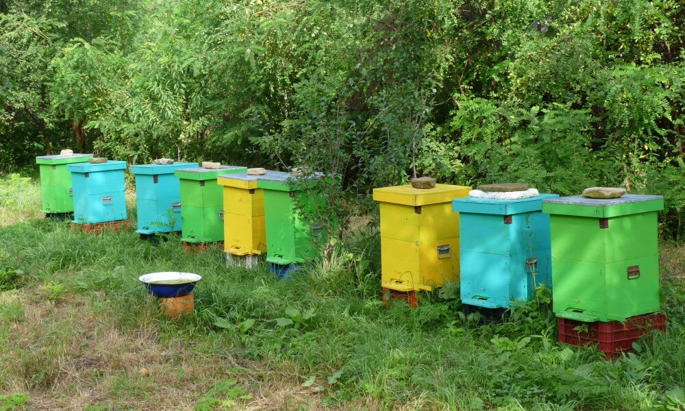 fotos cursos apicultura en  rumania