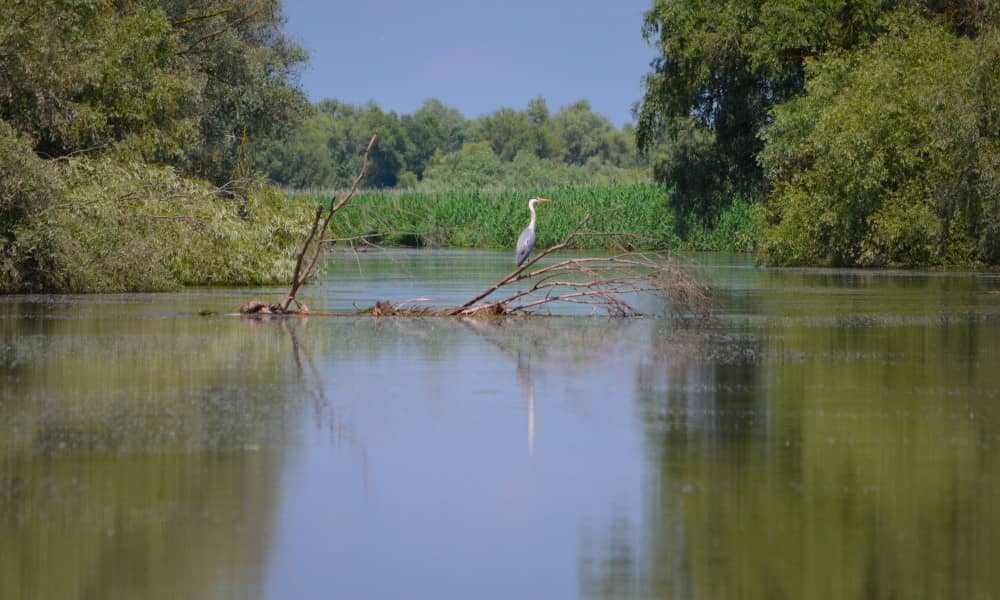 El delta del Danubio, Rumanía, Información viajes, tours y excursiones por el delta del Danubio, Rumania