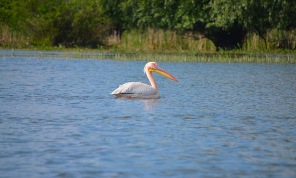 Tours y excursiones por el delta del Danubio, Rumania