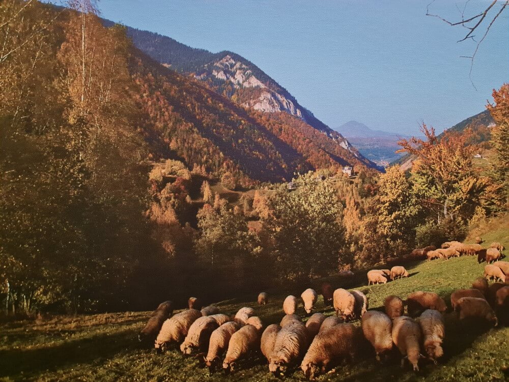 Desconectar en la naturaleza rumana Desconectar en la naturaleza rumana