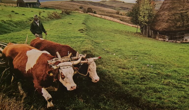 Desconectar en la naturaleza rumana