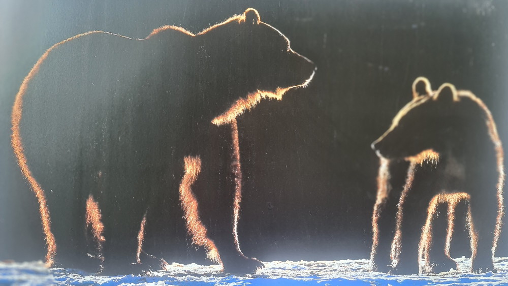 donde ver osos en rumania