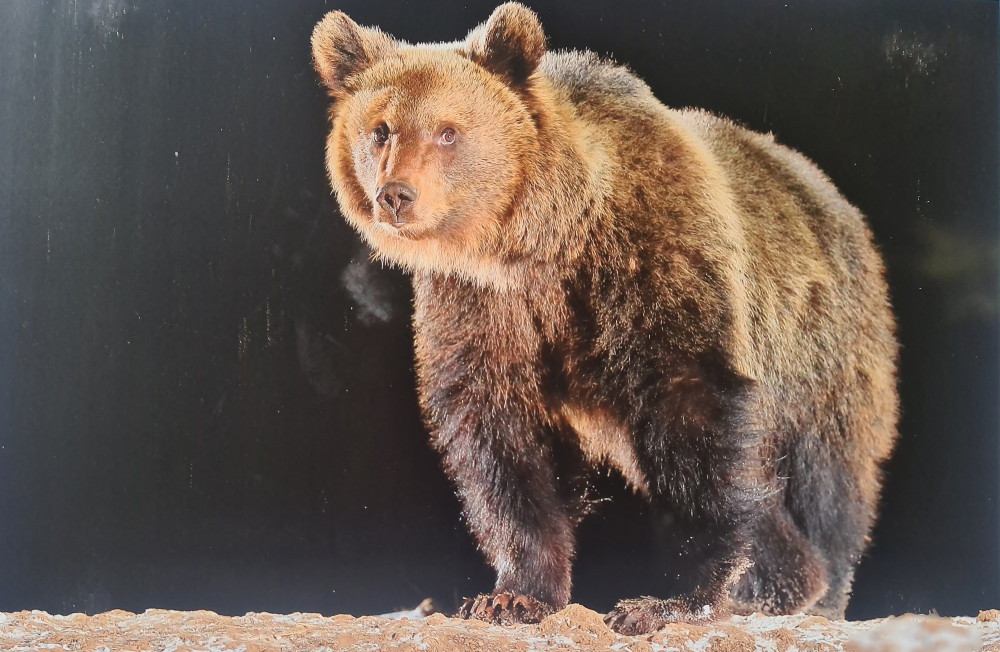 donde ver osos en rumania