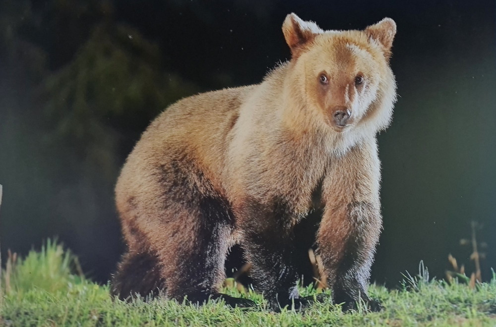 donde ver osos en rumania