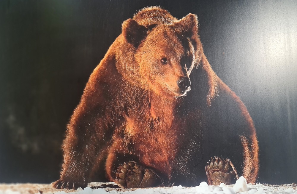 donde ver osos en rumania