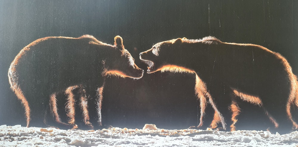 donde ver osos en rumania