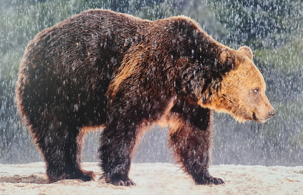 donde ver osos en rumania