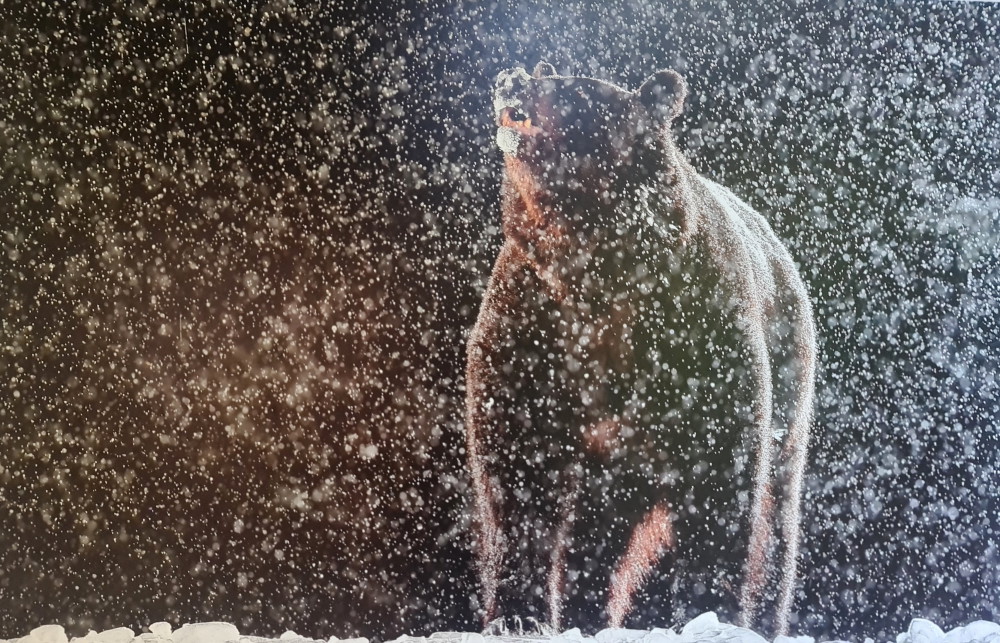 donde ver osos en rumania