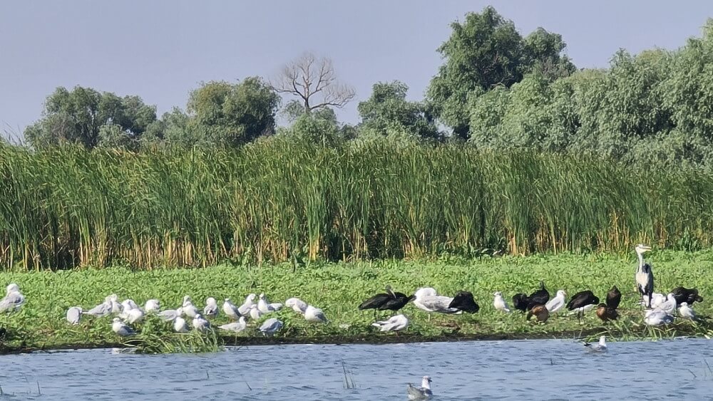 excursiones tulcea al bosque Letea Delta del Danubio