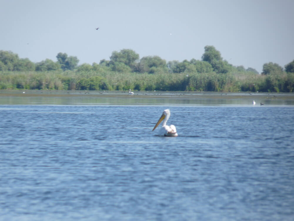 fotos excursion medio dia delta del danubio