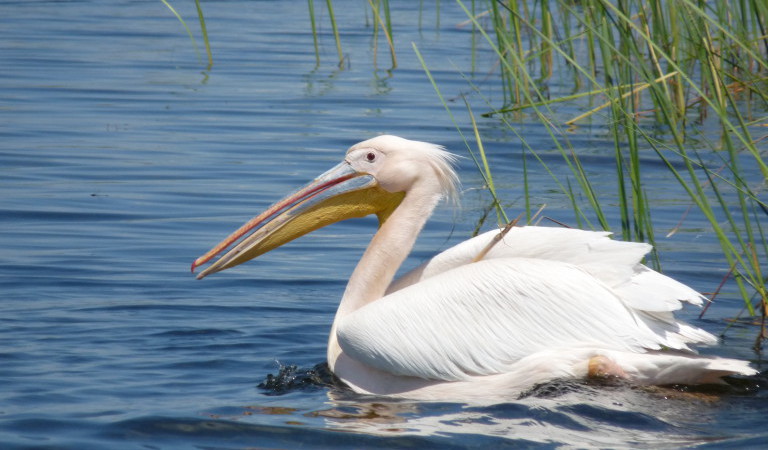 excursiones delta del Danubio