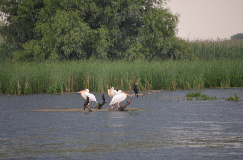 excursiones deta del danubio