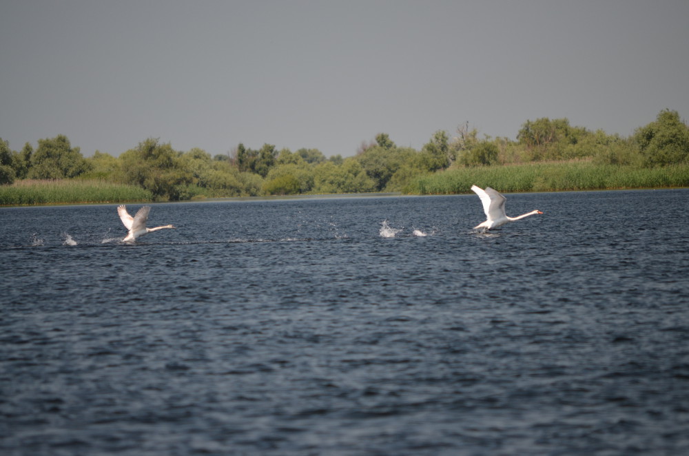 excursiones deta del danubio