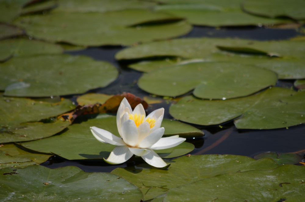 excursiones deta del danubio