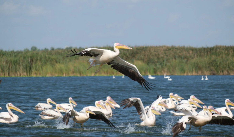 excursiones delta del danubio