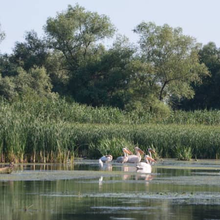 Avistamiento de aves delta del Danubio