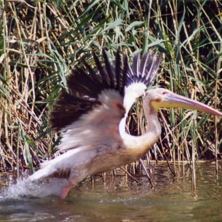 delta del danubio