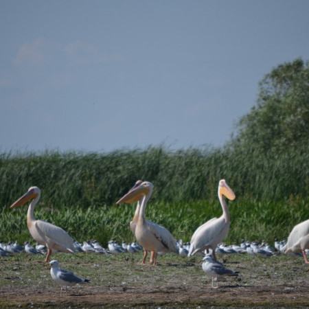 Ornitología delta del Danubio