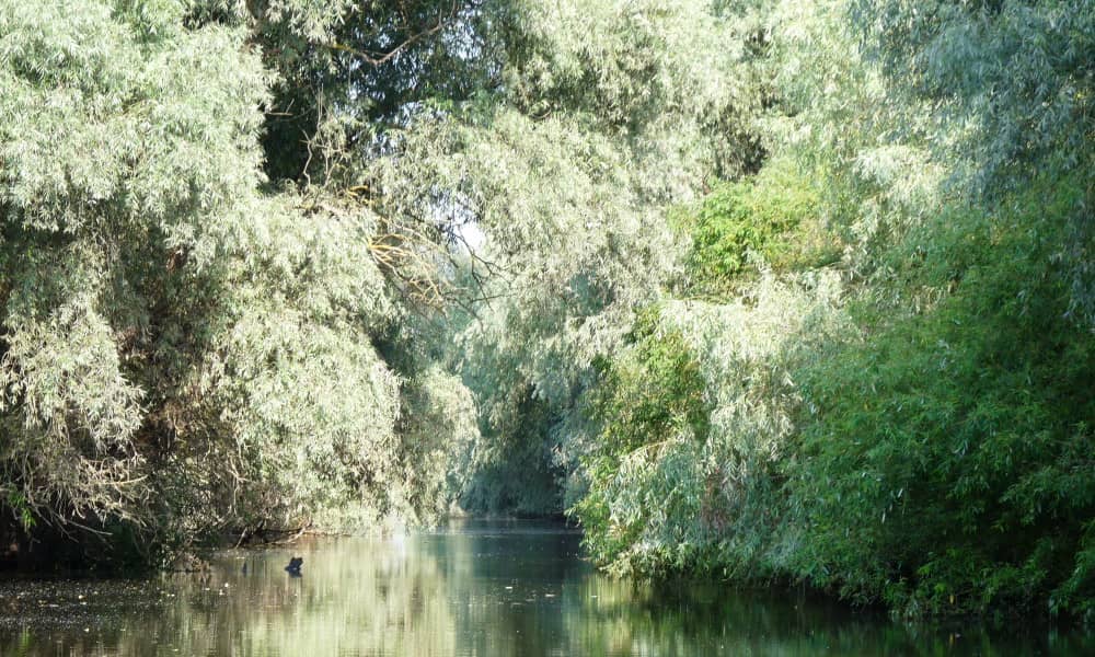 salidas ortinologicas delta del danubio