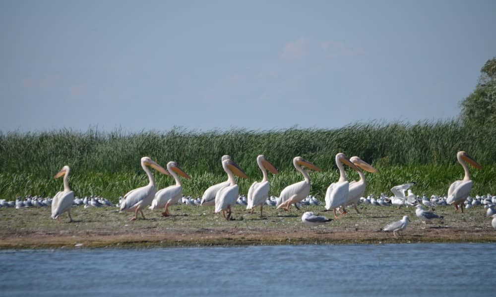 Fotos delta del danubio