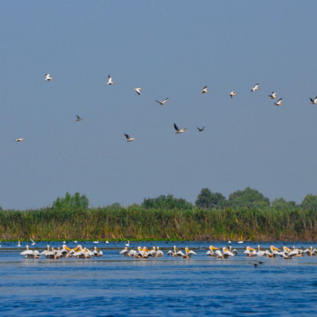 Imágenes y fotografías delta del Danubio