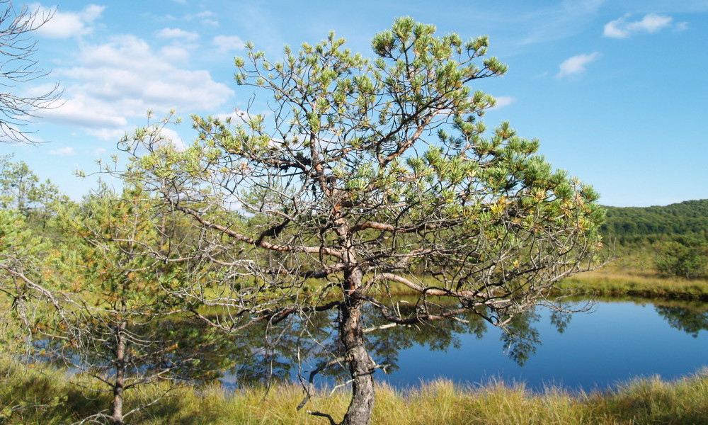 Sendero en la Reserva Mohos cerca del Lago Santa Ana