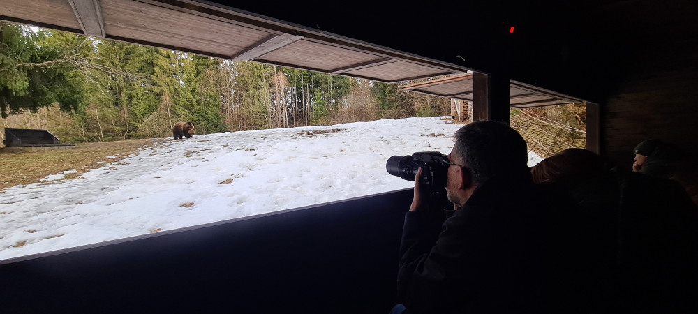 Oso pardo en los Cárpatos de Rumanía fotografiado desde un observatorio seguro