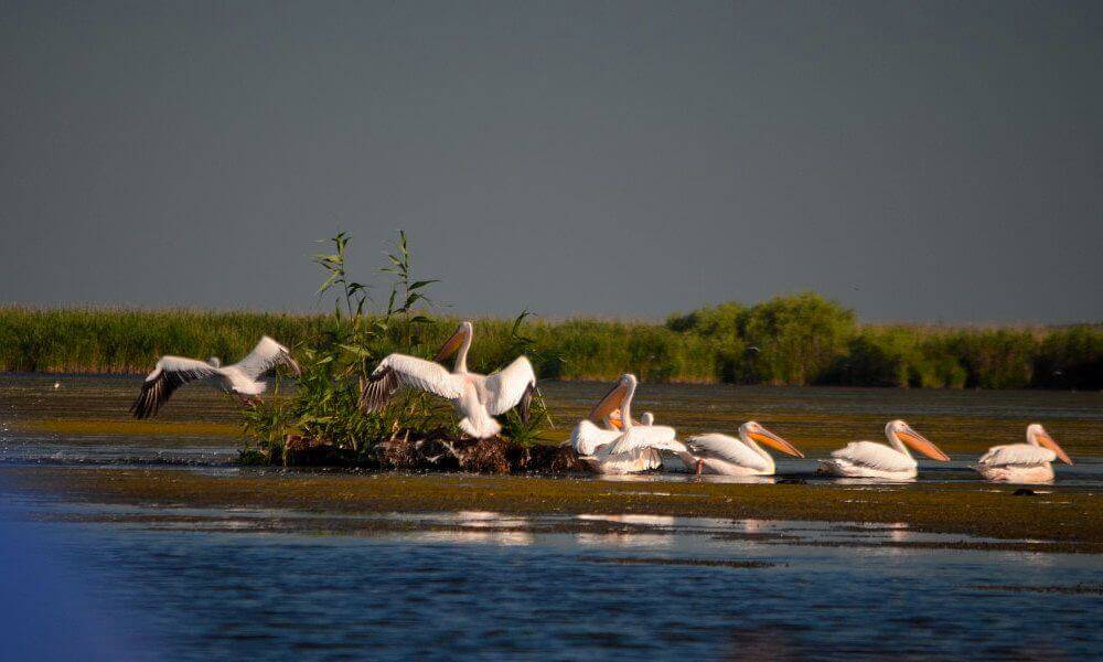 el delta del danubio rumania