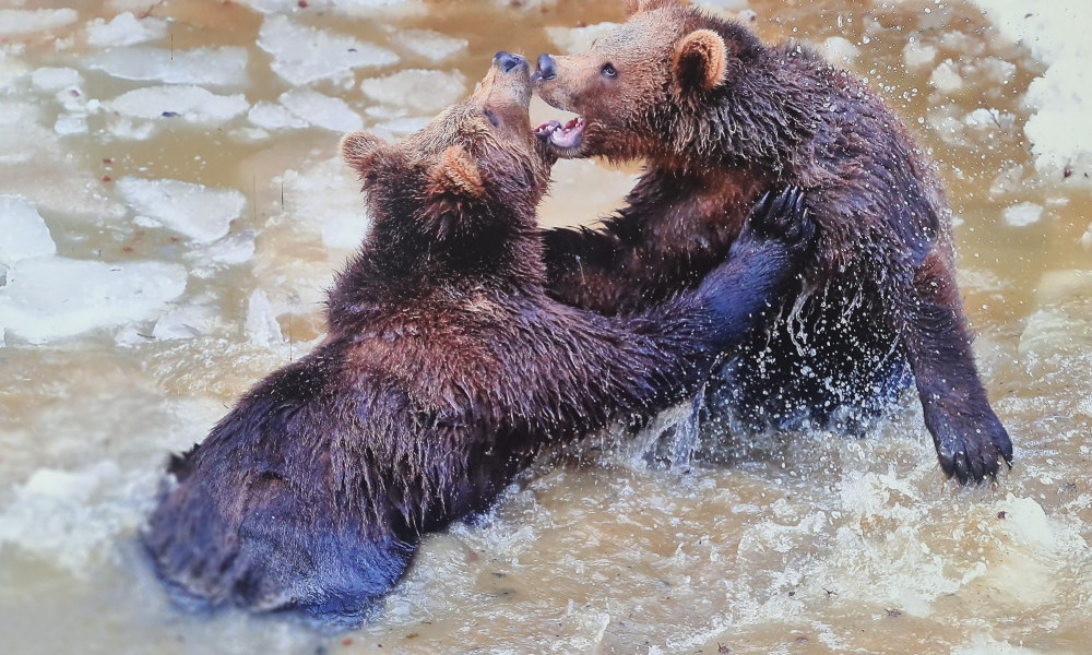 el oso pardo en Rumania