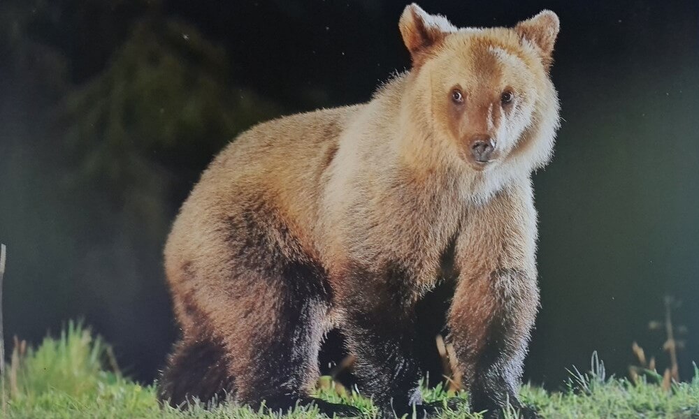 fauna en Rumania: los osos pardos
