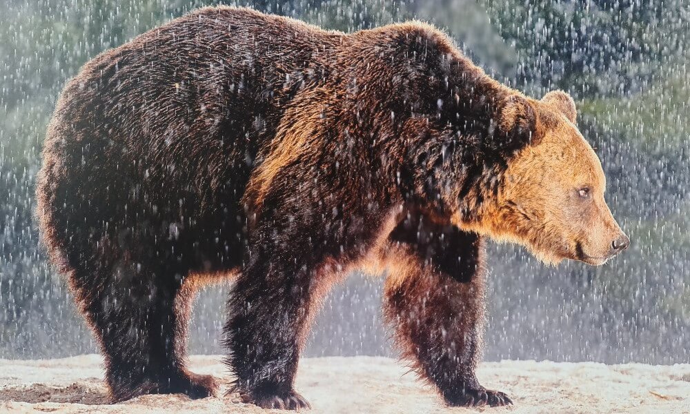 los osos en Rumania