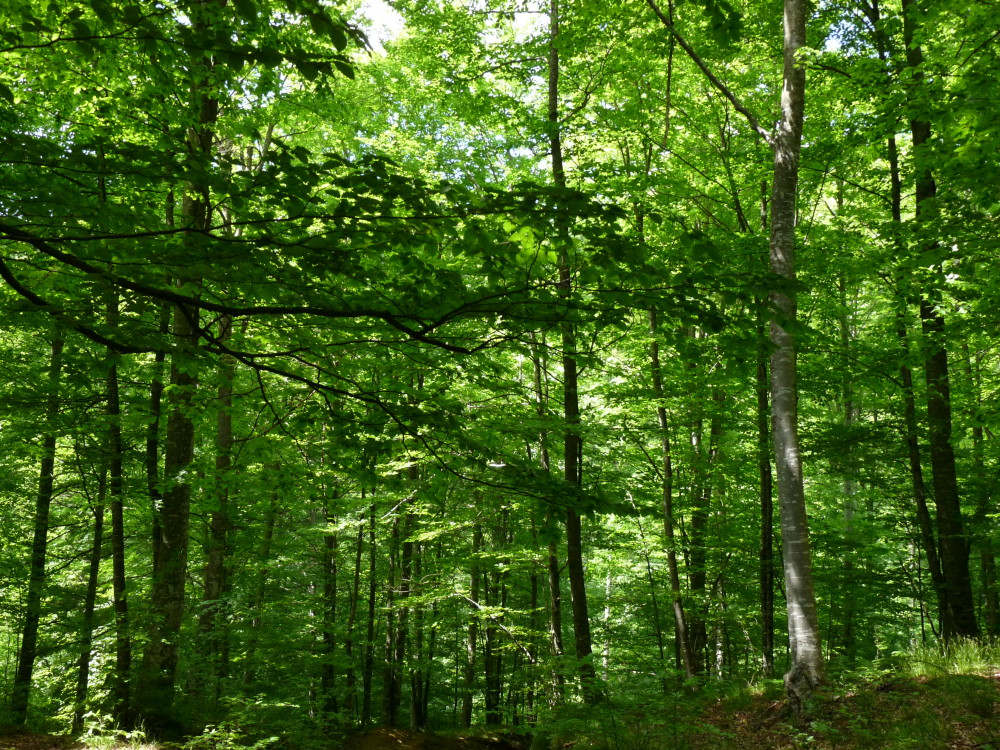 bosques primarios en Rumania