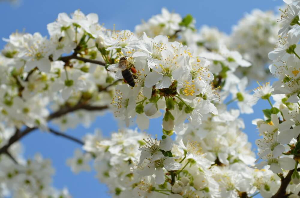primavera en rumania