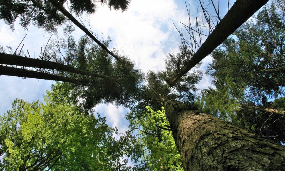 bosques de los carpatos rumania