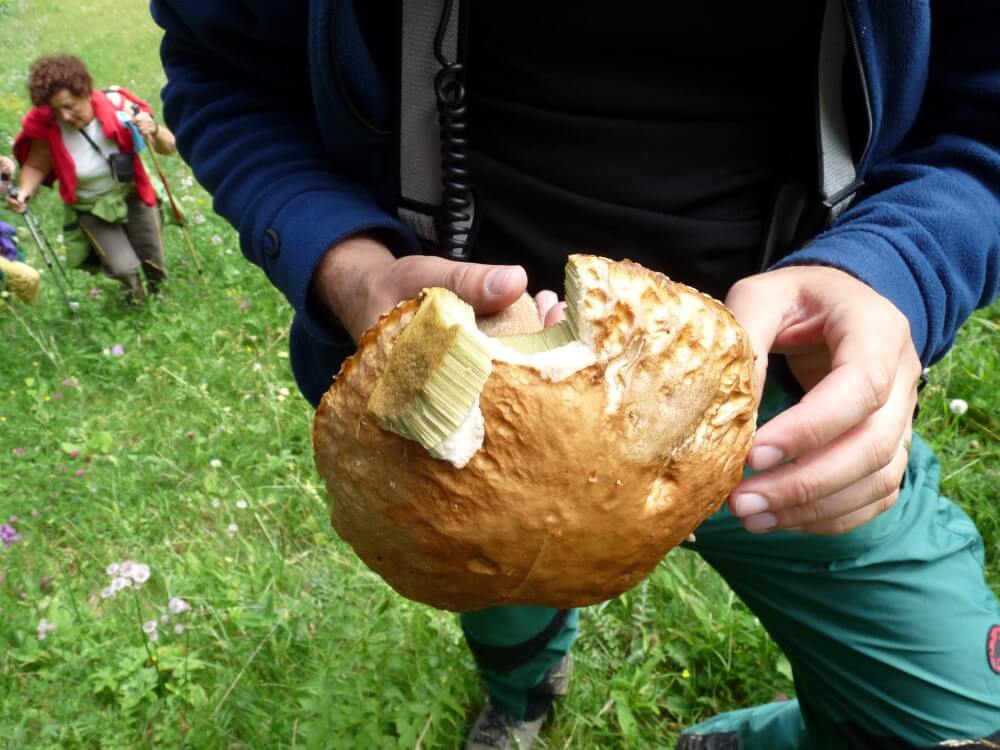 imagenes setas en rumania