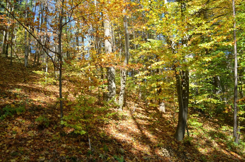 paisaje Carpatos Rumania