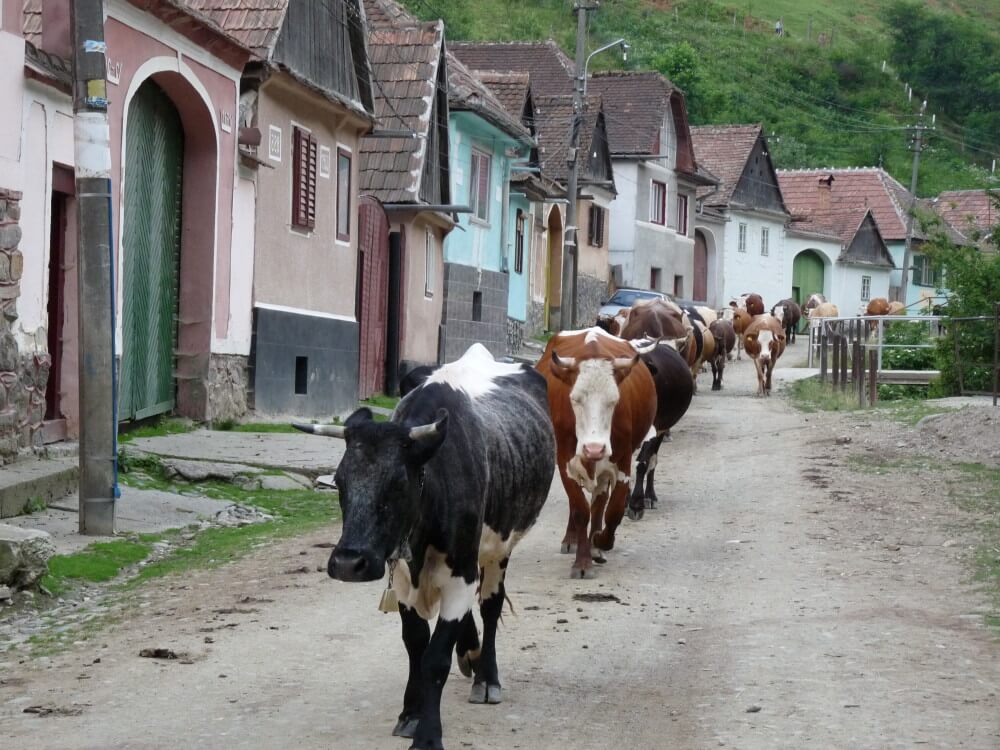 vida rural transilvania