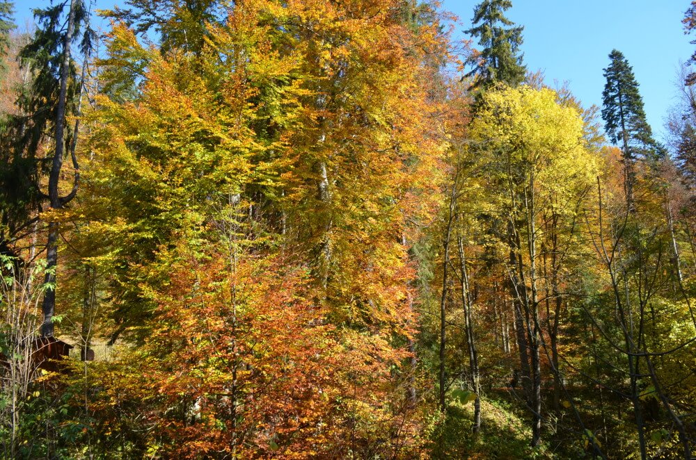 ruta rumania en otono