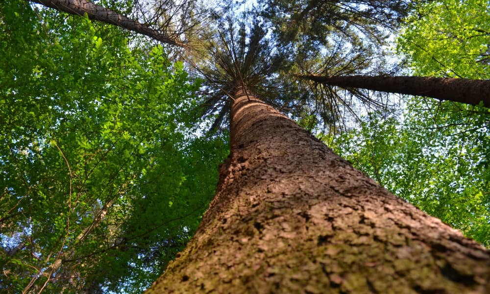 Viaje de naturaleza Rumania