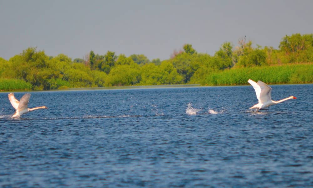 Delta del Danubio, viajes al delta del Danubio, Rumania